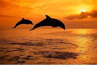 《宇宙机器人》或加入《星刃》油腻师姐联动